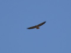 Buteo jamaicensis