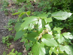 Toxicodendron radicans negundo
