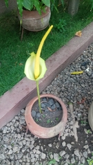 Amorphophallus baumannii