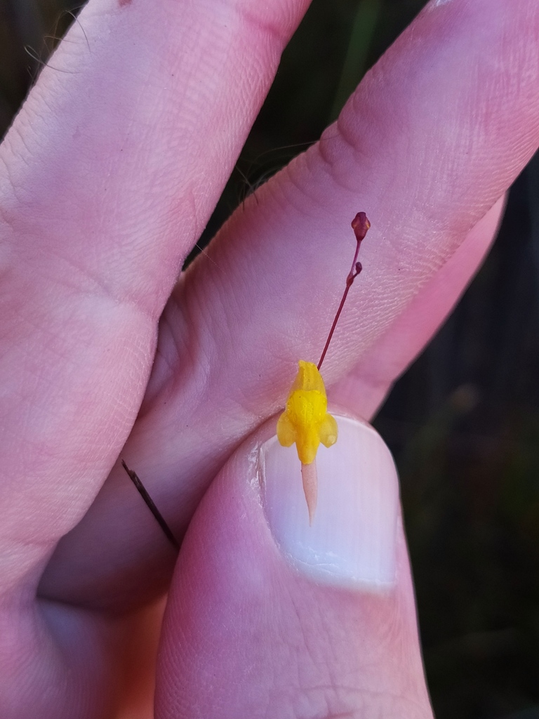 Utricularia nigrescens Sylvén 3