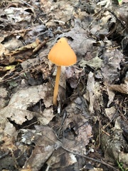 Entoloma salmoneum