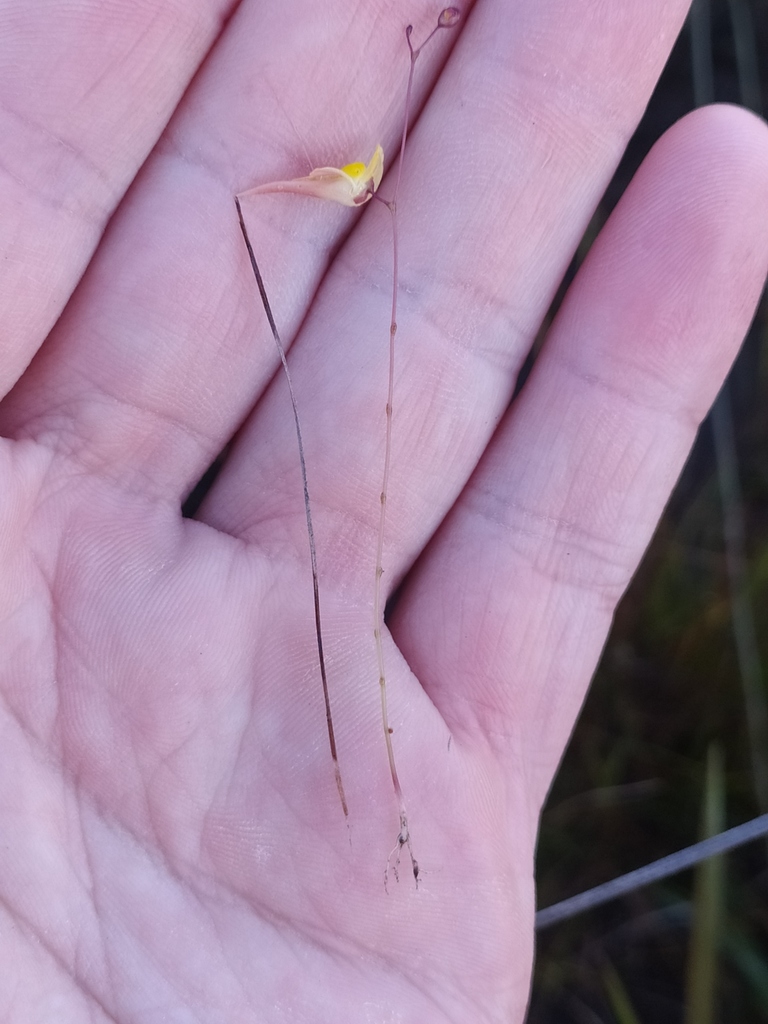 Utricularia nigrescens Sylvén 4