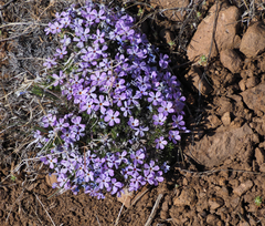 Phlox muscoides