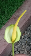 Amorphophallus baumannii