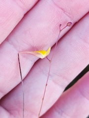 Utricularia nigrescens