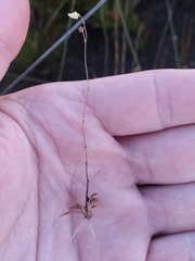Genlisea filiformis