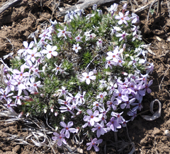Phlox muscoides