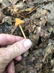 Entoloma salmoneum