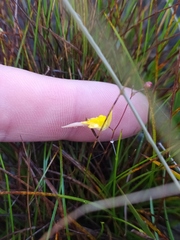 Utricularia nigrescens