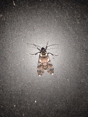 Hyaleucerea vulnerata