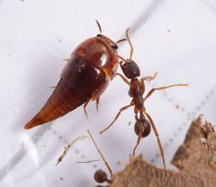 Vatesus