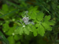 Chelidonium majus