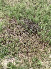 Boselaphus tragocamelus