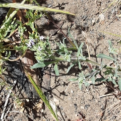 Allophyllum gilioides