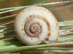 Xeropicta