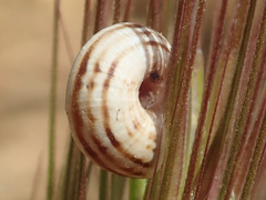 Xeropicta