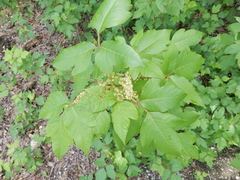 Toxicodendron radicans negundo