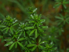 Galium mollugo