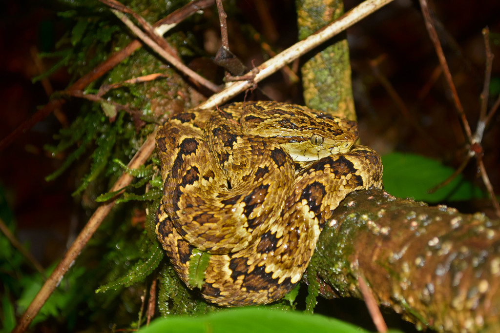 Chocoan Forest Pit Viper