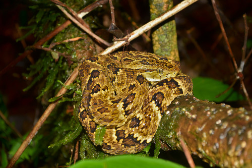 Chocoan Forest Pit Viper, Bothrops punctatus
