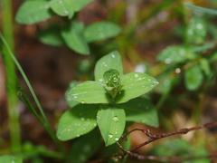 Hypericum perforatum