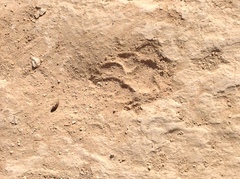 Hyaena hyaena
