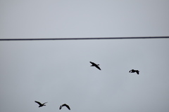 Dendrocygna autumnalis