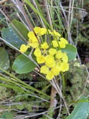 Stigmaphyllon emarginatum