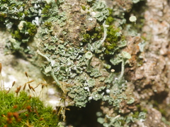 Cladonia