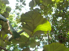 Pterospermum acerifolium