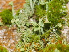 Cladonia