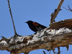 Agelaius phoeniceus