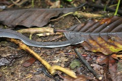 Xenodermus javanicus