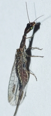 Harraphidia laufferi