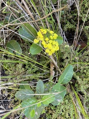 Stigmaphyllon emarginatum