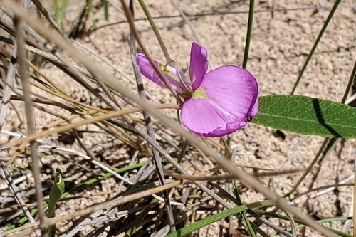 Image of Nanogalactia heterophylla by (c) Ayla, some rights reserved (CC BY)