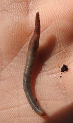 Dendrodrilus rubidus