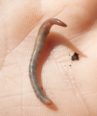 Dendrodrilus rubidus