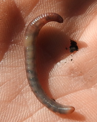 Dendrodrilus rubidus