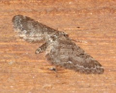 Eupithecia annulata