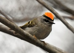 Golden-Crowned Kinglet photo 2