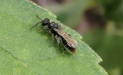 Tiphiinae