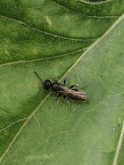 Tiphiinae