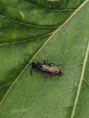 Tiphiinae