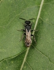 Tiphiinae
