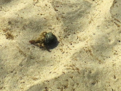 Diogenes brevirostris