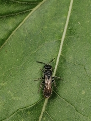 Tiphiinae