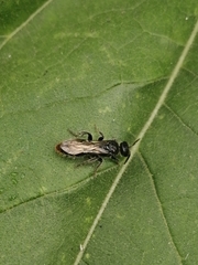 Tiphiinae