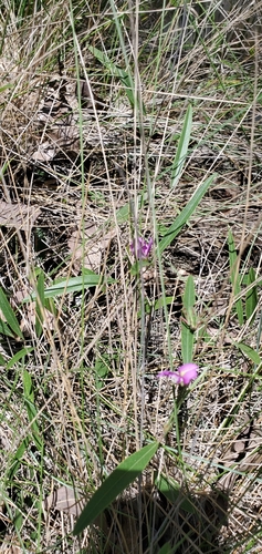 Image of Nanogalactia heterophylla by (c) Ayla, some rights reserved (CC BY)