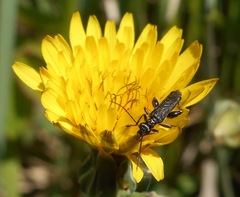 Oedemera atrata